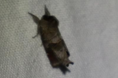 <i>Clostera anachoreta</i>