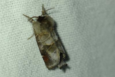 <i>Clostera anachoreta</i>
