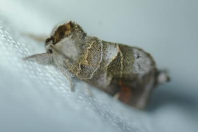 <i>Clostera anachoreta</i>