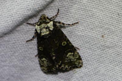 <i>Craniophora ligustri</i>