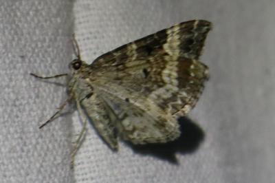 <i>Epirrhoe alternata</i>