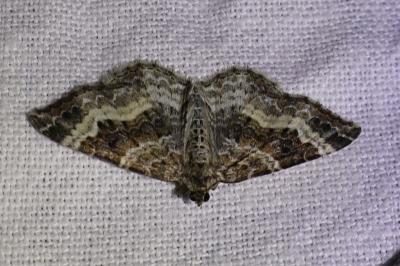 <i>Epirrhoe alternata</i>