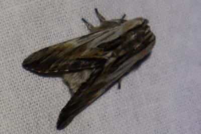 <i>Harpyia milhauseri</i>