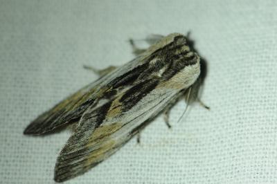 <i>Harpyia milhauseri</i>