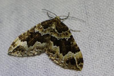 <i>Lampropteryx suffumata</i>