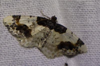 <i>Ligdia adustata</i>