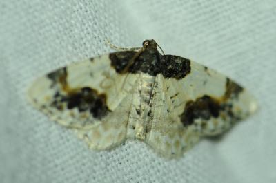 <i>Ligdia adustata</i>