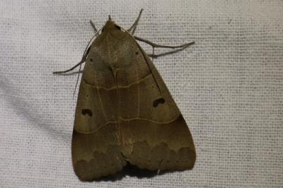 <i>Minucia lunaris</i>