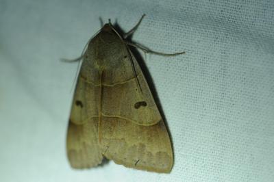 <i>Minucia lunaris</i>