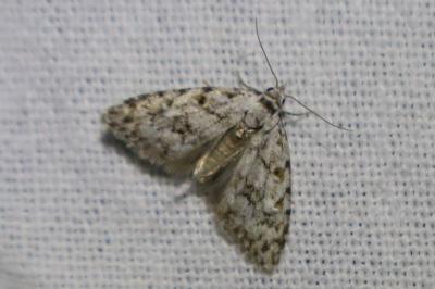 <i>Nola confusalis</i>