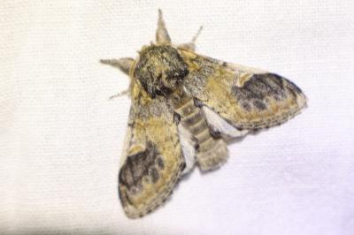 <i>Notodonta torva</i>