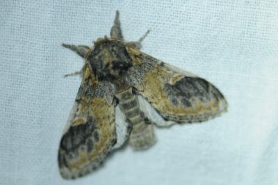 <i>Notodonta torva</i>