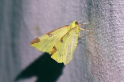 <i>Opisthograptis luteolata</i>