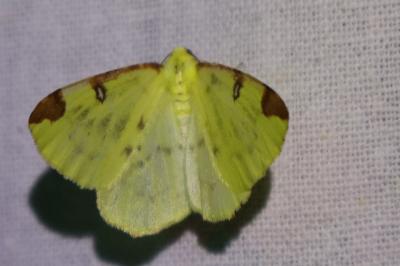 <i>Opisthograptis luteolata</i>