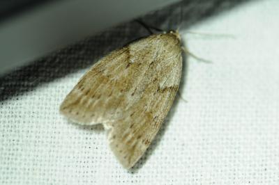 <i>Pachycnemia hippocastanaria</i>