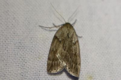 <i>Pachycnemia hippocastanaria</i>