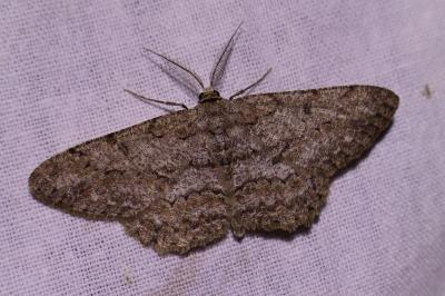 <i>Peribatodes rhomboidaria</i>