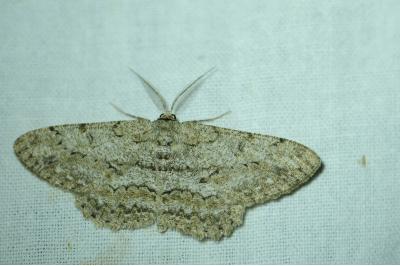 <i>Peribatodes rhomboidaria</i>
