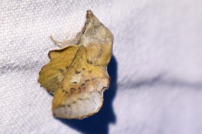 <i>Phyllodesma tremulifolia</i>