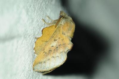 <i>Phyllodesma tremulifolia</i>