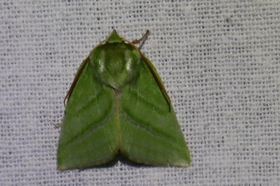 <i>Pseudoips prasinanus</i>