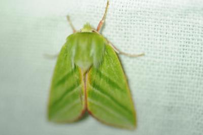 <i>Pseudoips prasinanus</i>
