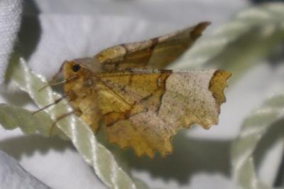 <i>Selenia lunularia</i>