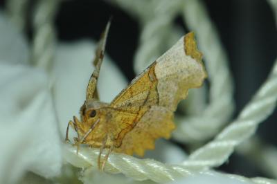 <i>Selenia lunularia</i>