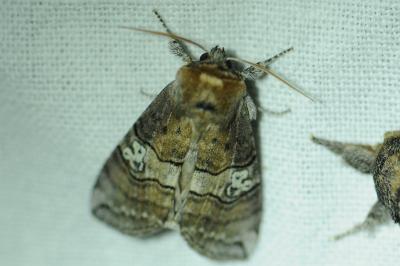 <i>Tethea ocularis</i>