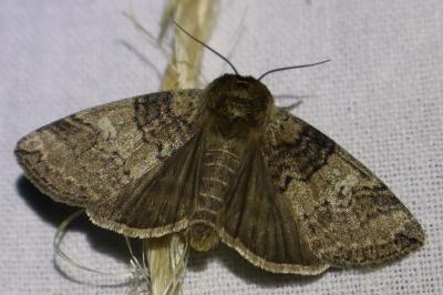 <i>Tethea or</i>