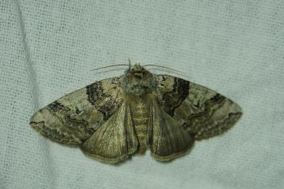 <i>Tethea or</i>