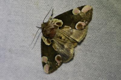<i>Thyatira batis</i>