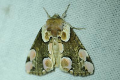 <i>Thyatira batis</i>