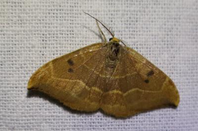 <i>Watsonalla binaria</i>