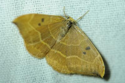 <i>Watsonalla binaria</i>