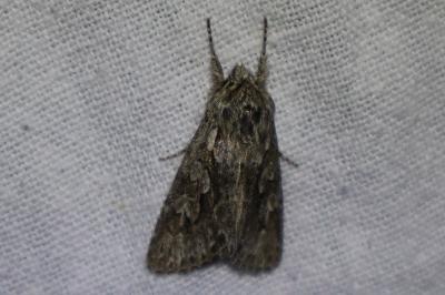 <i>Xylocampa areola</i>