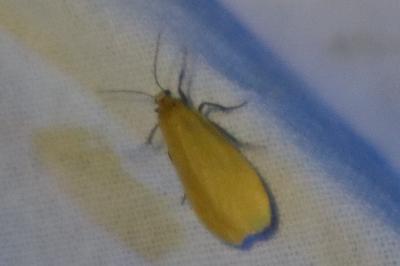 <i>Wittia sororcula</i>