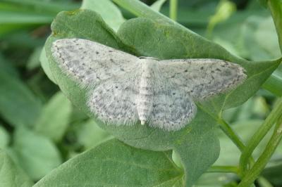 <i>Idaea seriata</i>