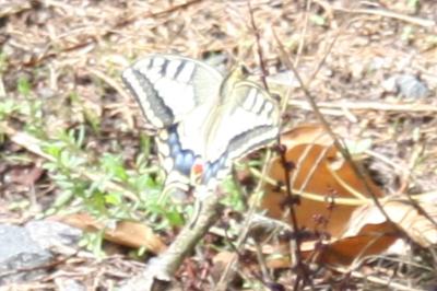 <i>Papilio machaon</i>