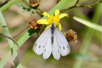 <i>Pieris napi</i>