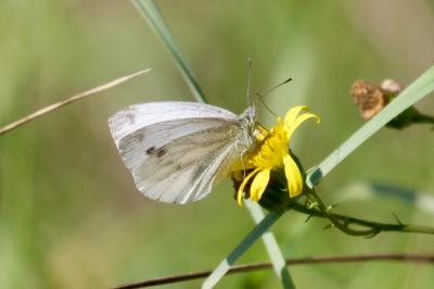 <i>Pieris napi</i>