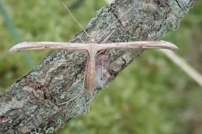 <i>Emmelina monodactyla</i>