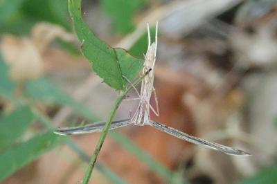 <i>Emmelina monodactyla</i>
