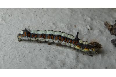 <i>Acronicta psi</i>