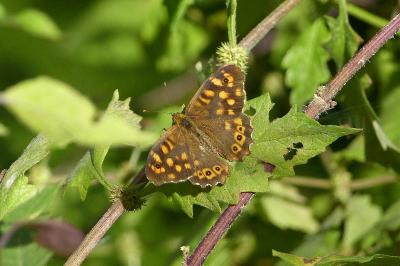<i>Pararge aegeria</i>
