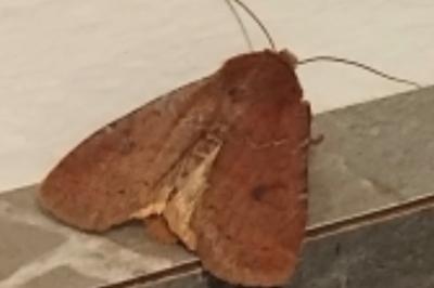 <i>Conistra ligula/vaccinii</i>