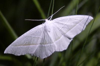 <i>Campaea margaritaria</i>