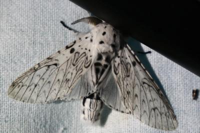<i>Cerura erminea</i>
