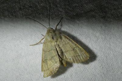 <i>Charanyca trigrammica</i>