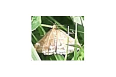 <i>Pyrausta despicata</i>
